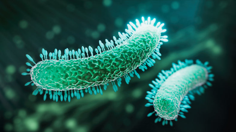 What to Expect After an H. pylori Diagnosis Next Steps and Treatments
